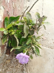 Ruellia simplex