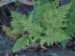 Davallia canariensis
