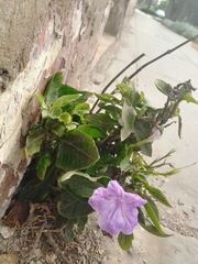Ruellia simplex