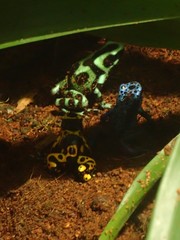 Dendrobates leucomelas