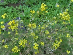 Descurainia preauxiana