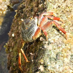 Grapsus