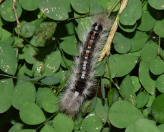 Euproctis punctifera