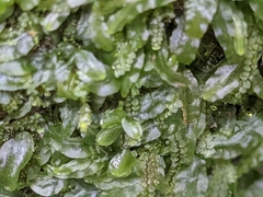 Pallavicinia