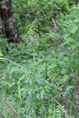 Scrophularia orientalis