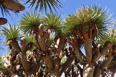 Dracaena draco