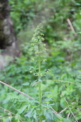 Scrophularia orientalis