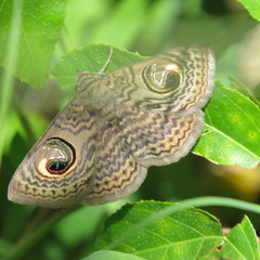 Calliodes pretiosissima