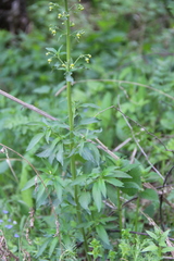 Scrophularia orientalis