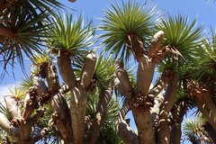 Dracaena draco