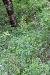 Scrophularia orientalis