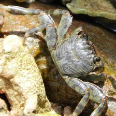 Grapsus