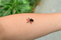 Themus impressipennis