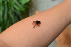 Themus impressipennis