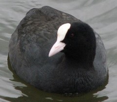 Fulica atra