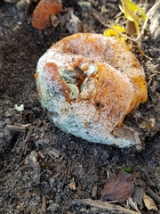 Penicillium italicum