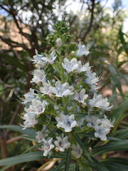 Echium decaisnei