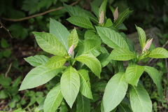 Phytolacca polyandra