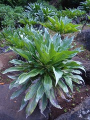 Echium simplex