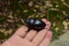 Odontolabis cuvera sinensis