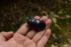 Odontolabis cuvera sinensis