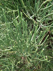 Euphorbia aphylla