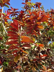 Euphorbia grantii