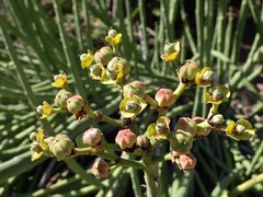 Euphorbia dregeana