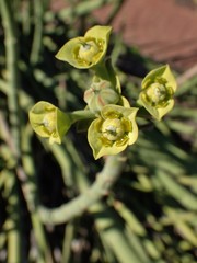 Euphorbia dregeana