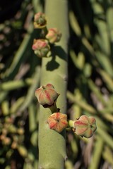 Euphorbia dregeana