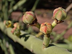 Euphorbia dregeana