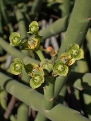 Euphorbia dregeana