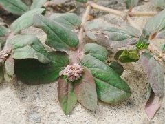 Euphorbia ophthalmica