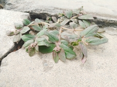 Euphorbia ophthalmica