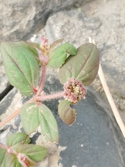 Euphorbia ophthalmica
