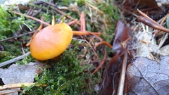 Cortinarius sinapicolor