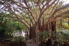 Ficus socotrana