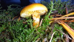 Cortinarius sinapicolor