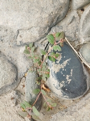 Euphorbia ophthalmica