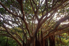 Ficus socotrana