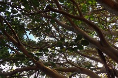 Ficus socotrana
