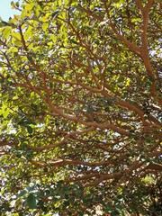 Ficus socotrana