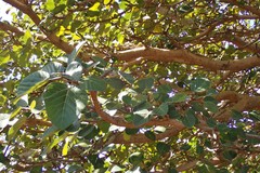 Ficus socotrana