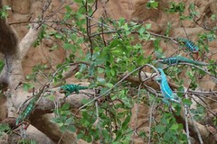 Furcifer pardalis