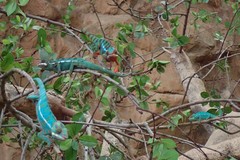 Furcifer pardalis