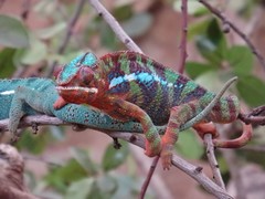 Furcifer pardalis