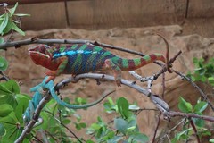 Furcifer pardalis