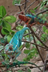 Furcifer pardalis