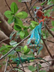 Furcifer pardalis