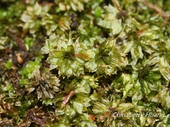 Rhodobryum